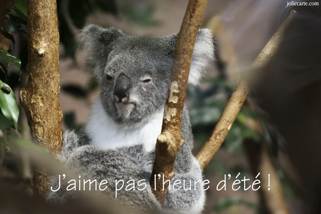 Un koala gris à l'air grognon et endormi est agrippé à des branches d'arbre, illustrant la fatigue due au changement d'heure.