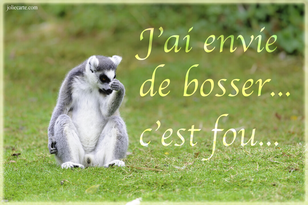 Un lémurien maki catta gris et blanc est assis dans l'herbe, sa patte près de sa bouche, avec un air pensif et songeur.