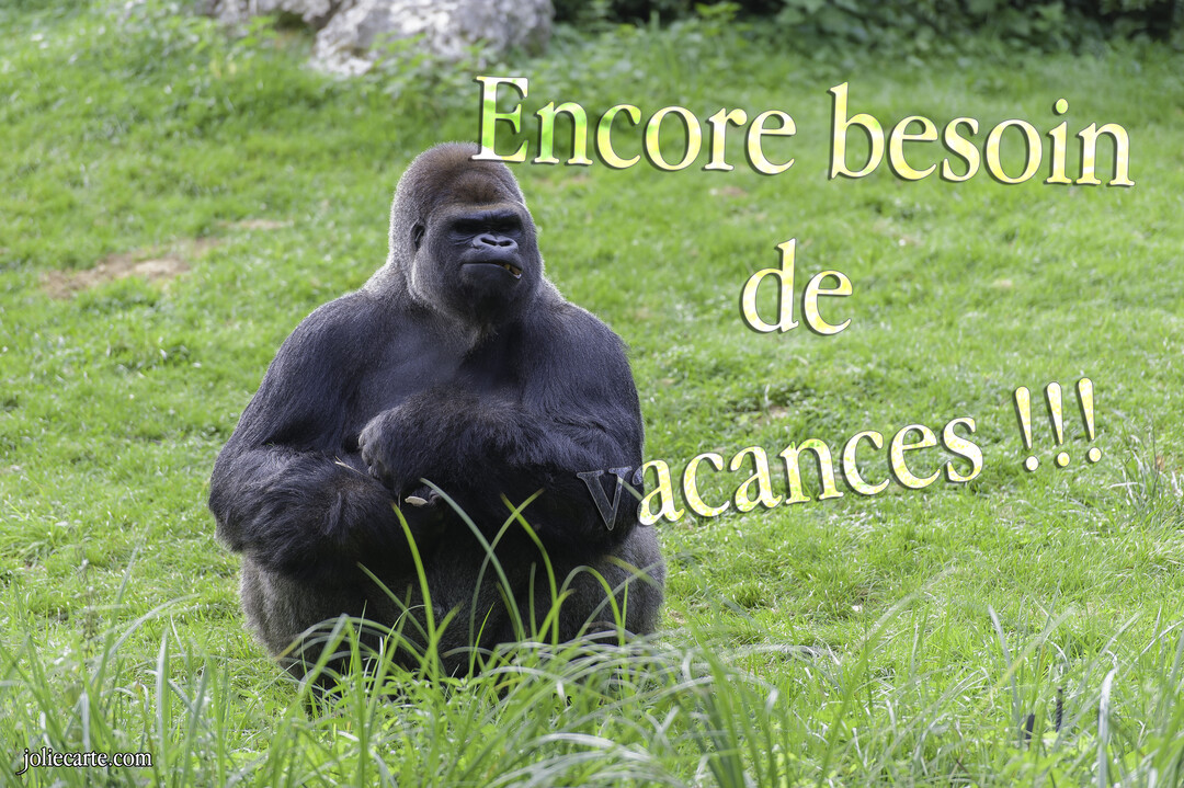 Un gorille noir au dos argenté est assis dans une pelouse verdoyante, l'air las, avec un texte superposé qui exprime un besoin de vacances.