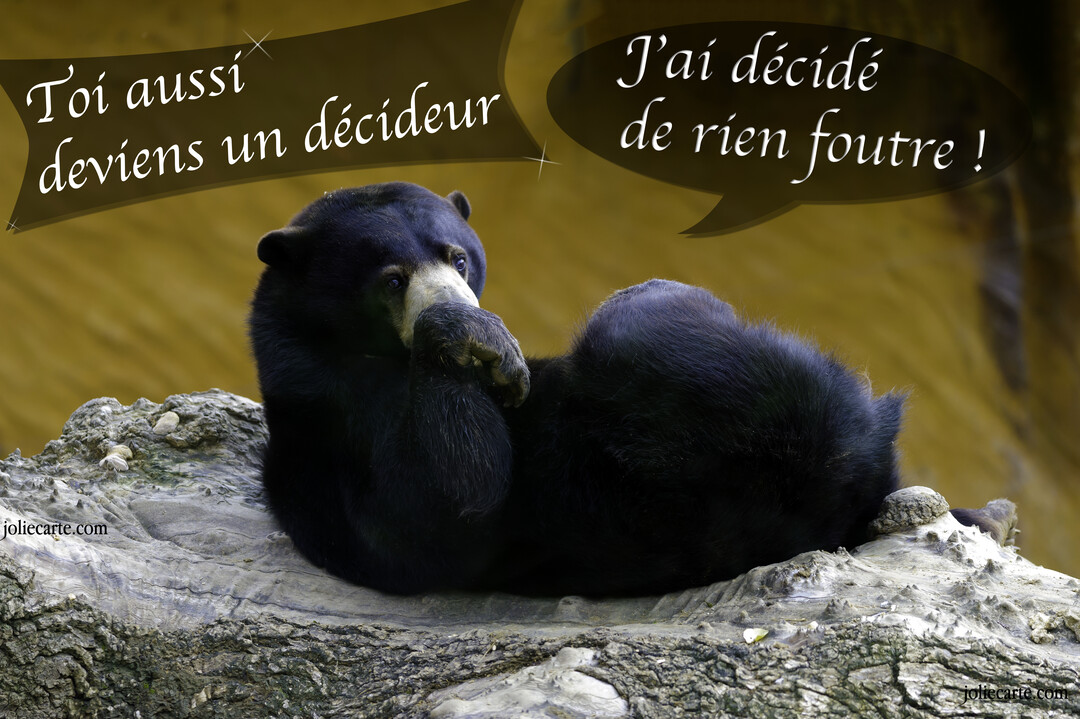 Un ours noir est paresseusement allongé sur un tronc d'arbre, avec des bulles de texte humoristiques sur la décision de ne rien faire.