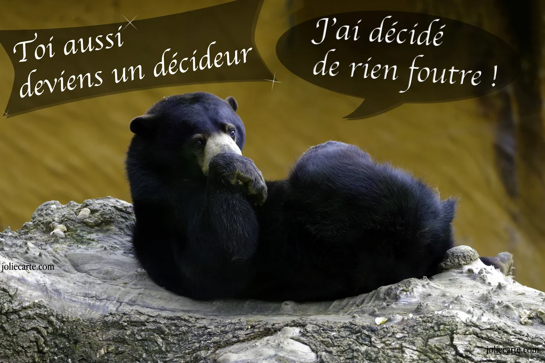 Un ours noir est paresseusement allongé sur un tronc d'arbre, avec des bulles de texte humoristiques sur la décision de ne rien faire.