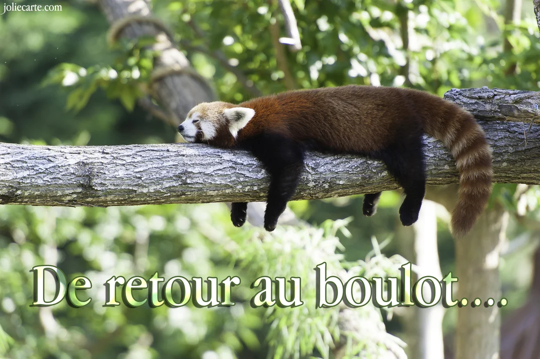 Un panda roux à la fourrure épaisse dort paisiblement, allongé sur une grosse branche d'arbre avec un feuillage vert en arrière-plan.