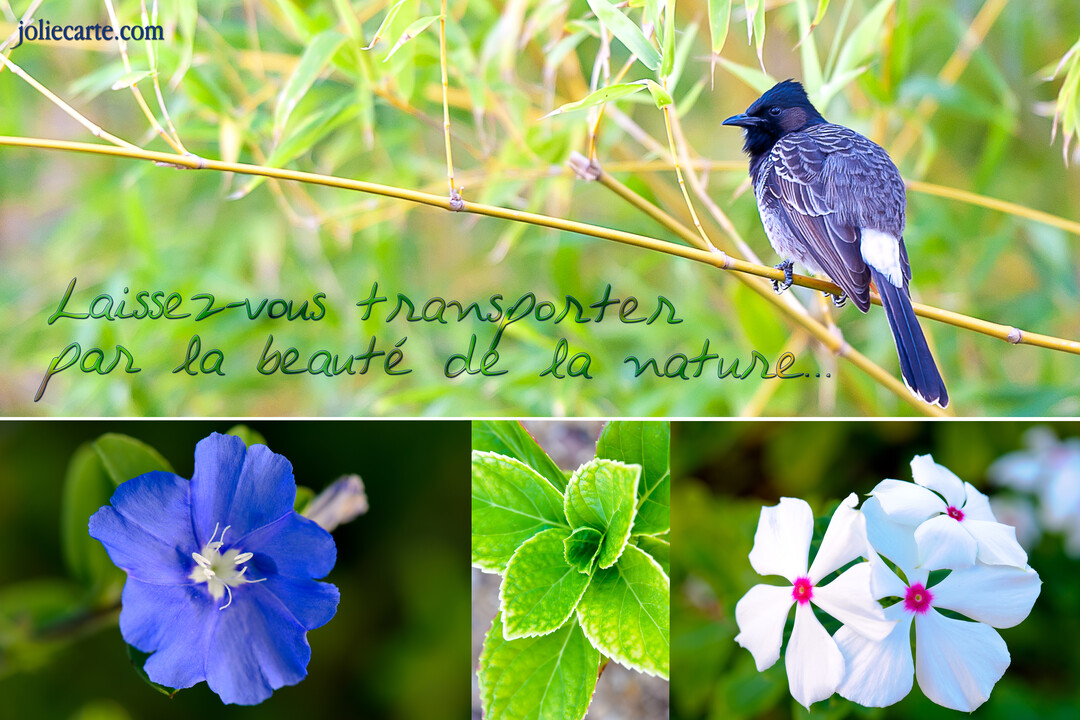 Un collage de photos : en haut, un oiseau gris sur une tige de bambou ; en bas, une fleur bleue, des feuilles vertes et des fleurs blanches.