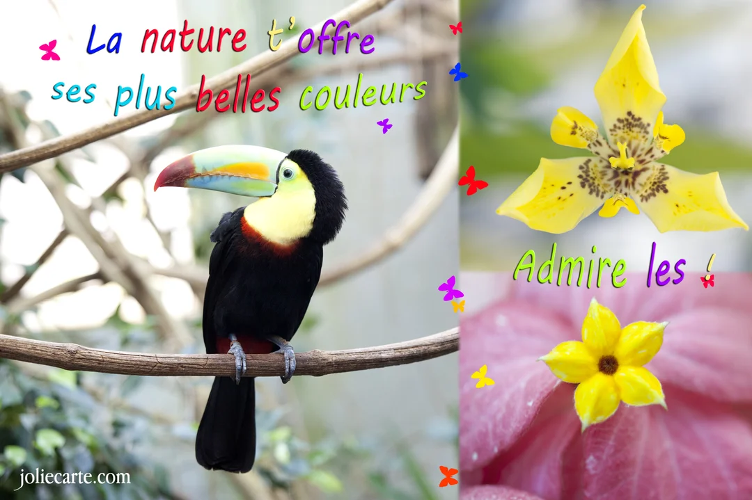 Un montage visuel avec, à gauche, un toucan noir et jaune sur une branche, et à droite, des gros plans de fleurs colorées.