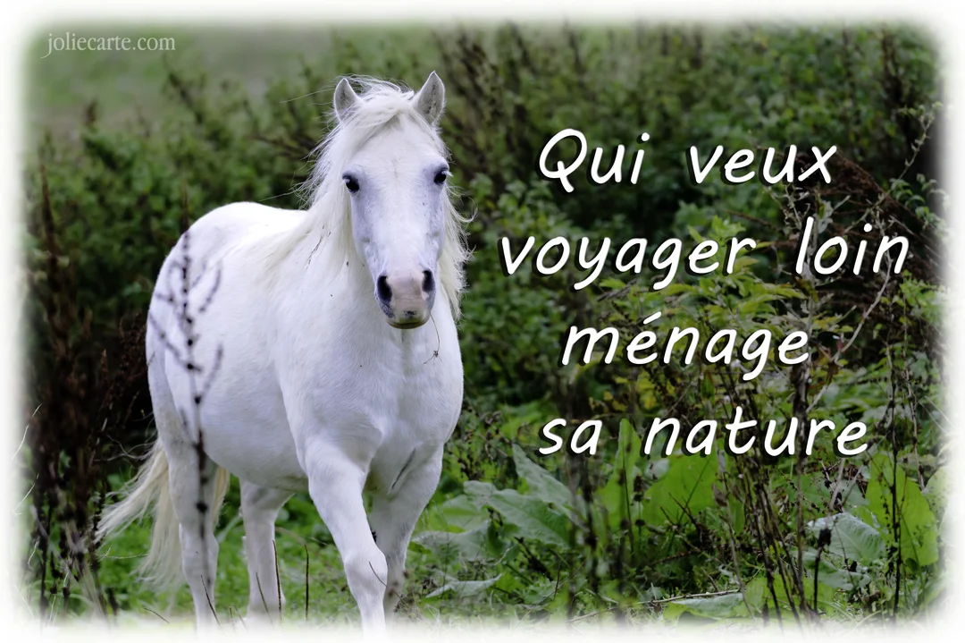 Un cheval blanc de trois-quarts face se tient dans un champ d'herbes hautes et de feuillages verts, avec une citation superposée.