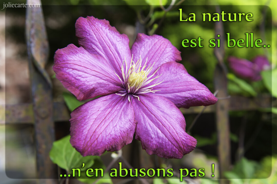 Gros plan sur une fleur de clématite violette avec un pistil jaune, sur un fond de jardin flou avec un message écologique.