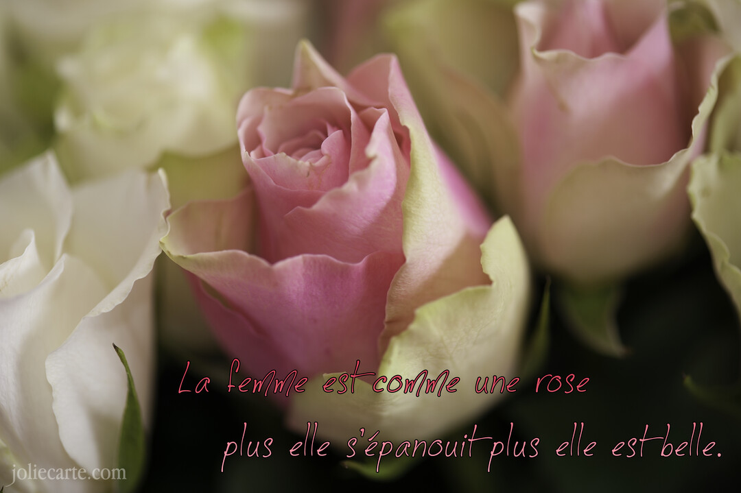 Photographie en gros plan d'un bouton de rose rose entouré de roses blanches, avec un texte poétique superposé sur les pétales.