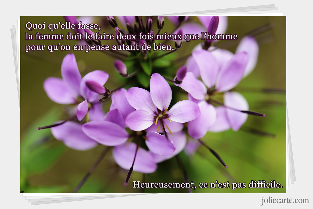 Photographie en gros plan de délicates fleurs violettes avec une citation sur la supériorité des femmes superposée sur l'ensemble.