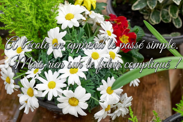 Carte illustrée de marguerites avec la citation drôle : 'À l'école on apprend le passé simple. Mais rien sur le futur compliqué !'.