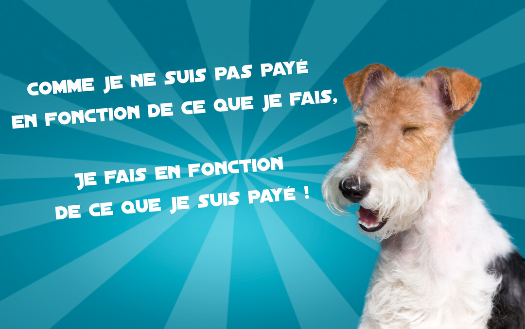Un chien Fox Terrier à l'air malicieux, sur un fond bleu graphique avec une citation humoristique sur la corrélation entre travail et salaire.