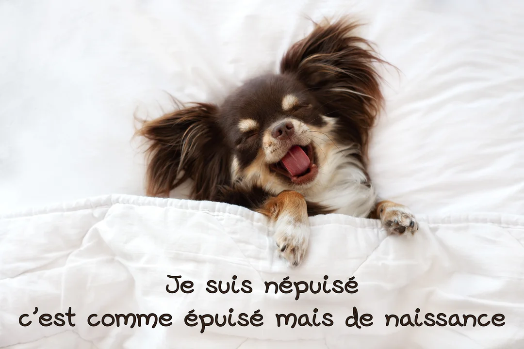 Un petit chihuahua à poil long, allongé dans un lit blanc, baille la gueule grande ouverte avec les yeux fermés.