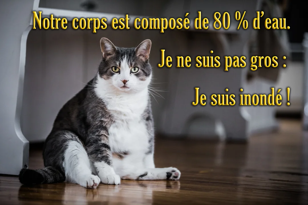 Un chat domestique corpulent, au pelage gris et blanc, est assis de manière comique sur un parquet, fixant l'objectif avec sérieux.
