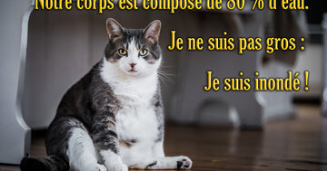 Aperçu de la carte : « Je ne suis pas gros : Je suis inondé ! ... »