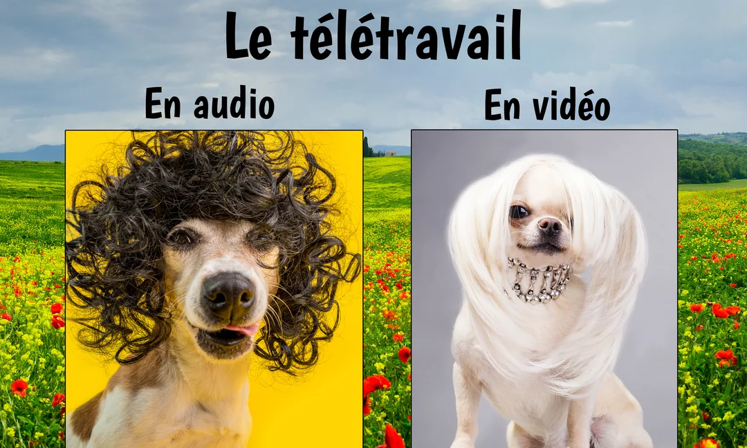 Un montage photo comique qui oppose deux chiens déguisés pour illustrer le télétravail : l'un, décoiffé, pour l'audio, l'autre, élégant, pour la vidéo.