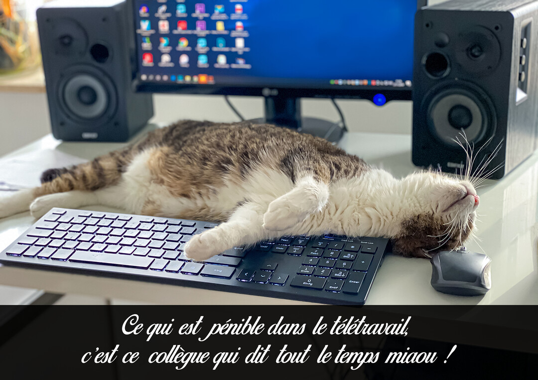 Un chat de gouttière tigré et blanc dort paisiblement sur le dos, étalé sur un clavier d'ordinateur posé sur un bureau.