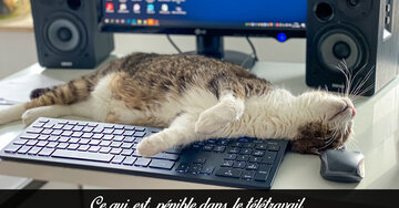 Aperçu de la carte : « Le plus dur en télétravail ? Avoir un collègue qui ne fait que miauler... »