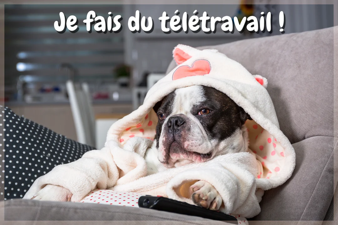 Un bouledogue français noir et blanc, vêtu d'un peignoir blanc à capuche avec des oreilles roses, est assis sur un canapé gris.