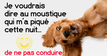Aperçu de la carte : « Je voudrais dire au moustique qui m'a piqué cette nuit... »