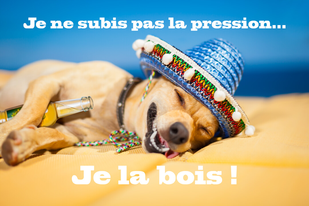 Un chien de type labrador, coiffé d'un sombrero bleu, est allongé sur le sable, souriant avec une bouteille de bière près de lui.
