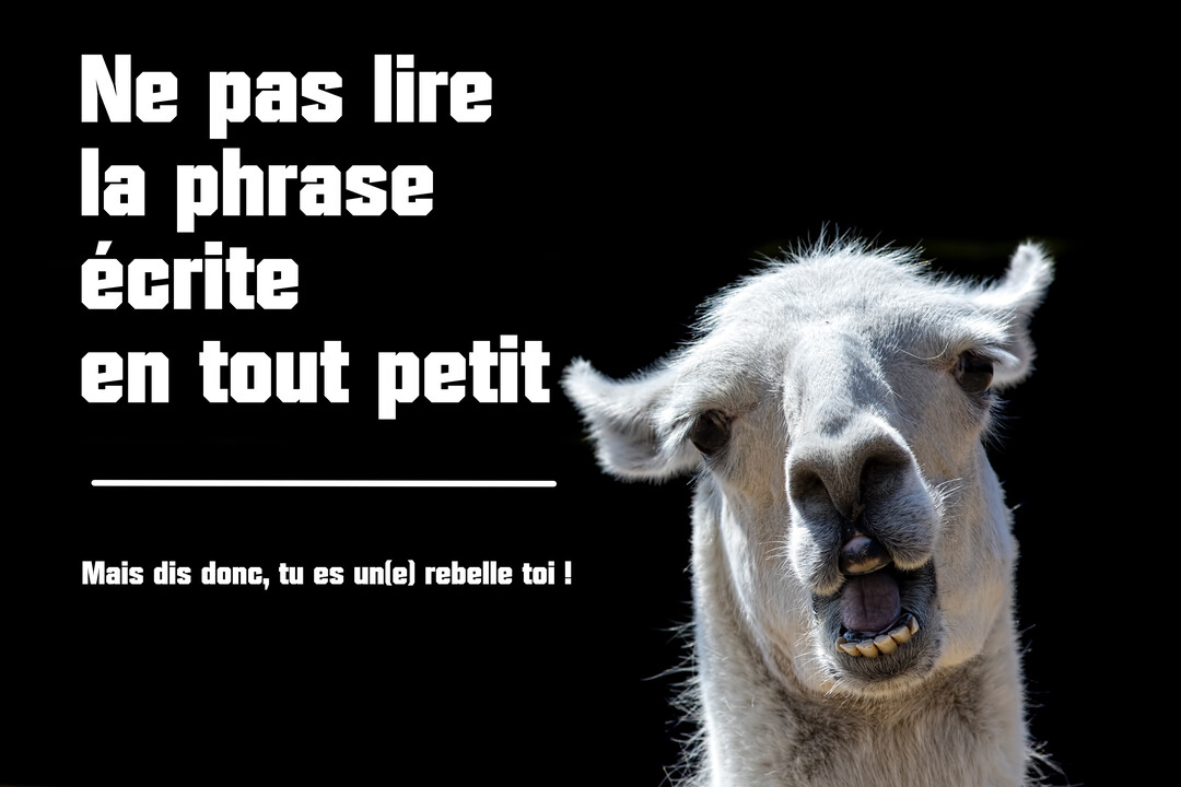 Un lama blanc au visage comique sur fond noir, à côté d'un texte humoristique jouant sur la psychologie inversée et la rébellion.
