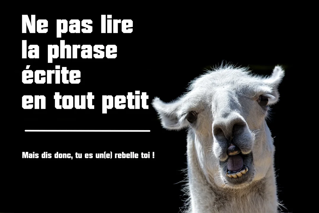 Un lama blanc au visage comique sur fond noir, à côté d'un texte humoristique jouant sur la psychologie inversée et la rébellion.