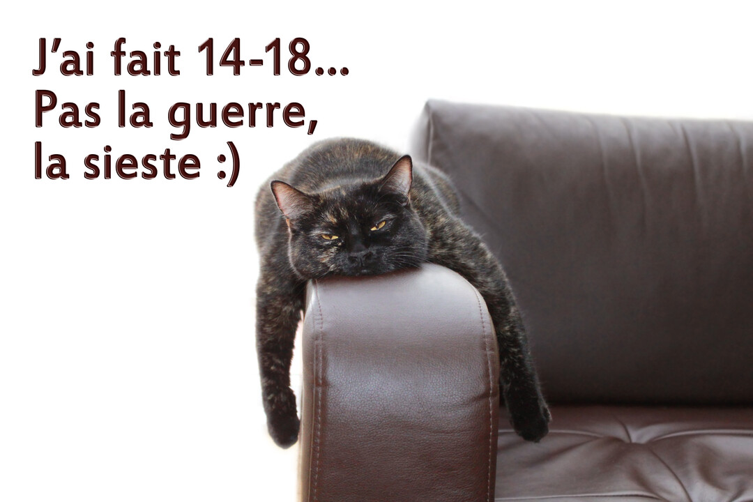 Un chat écaille de tortue noir et roux est avachi de tout son long sur l'accoudoir d'un canapé marron, l'air très fatigué.