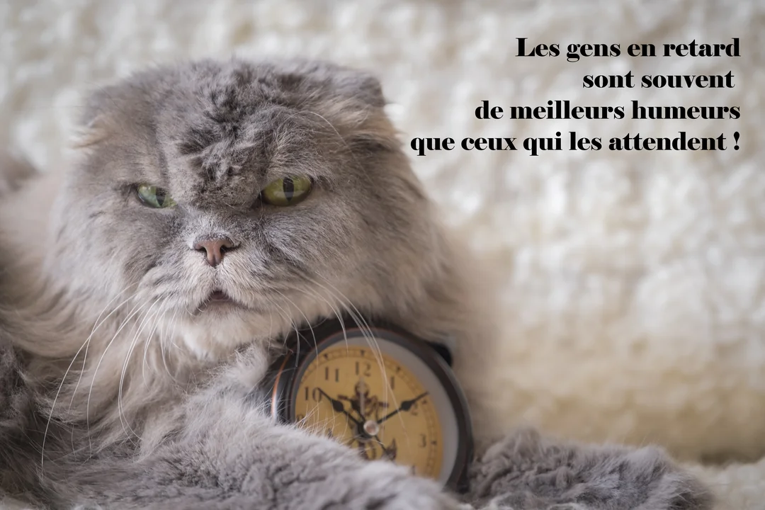 Un chat gris aux longs poils et aux yeux verts regarde avec agacement, couché sur une couverture blanche duveteuse avec un réveil vintage.