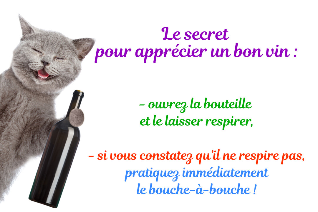 Un chat gris souriant, les yeux fermés, tient une bouteille de vin à côté d'une citation humoristique sur un fond blanc uni.