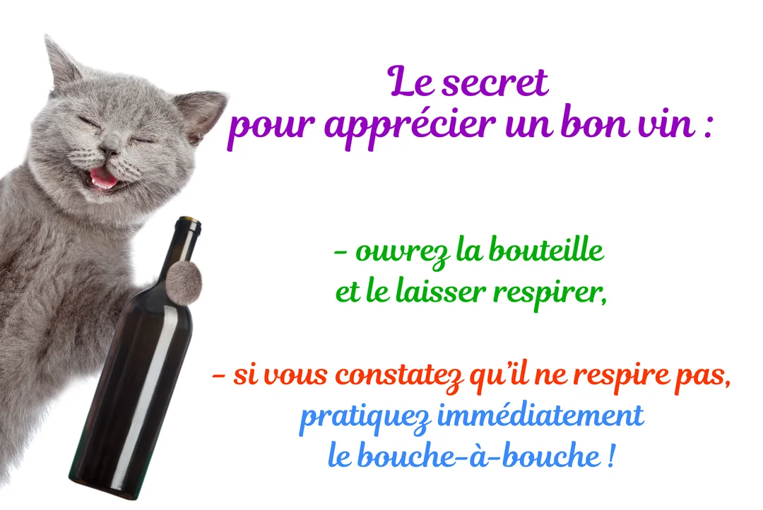 Un chat gris souriant, les yeux fermés, tient une bouteille de vin à côté d'une citation humoristique sur un fond blanc uni.