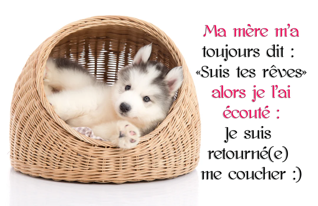 Un jeune chiot husky blanc et gris est allongé confortablement sur le dos dans un panier en osier, sur un fond blanc uni.