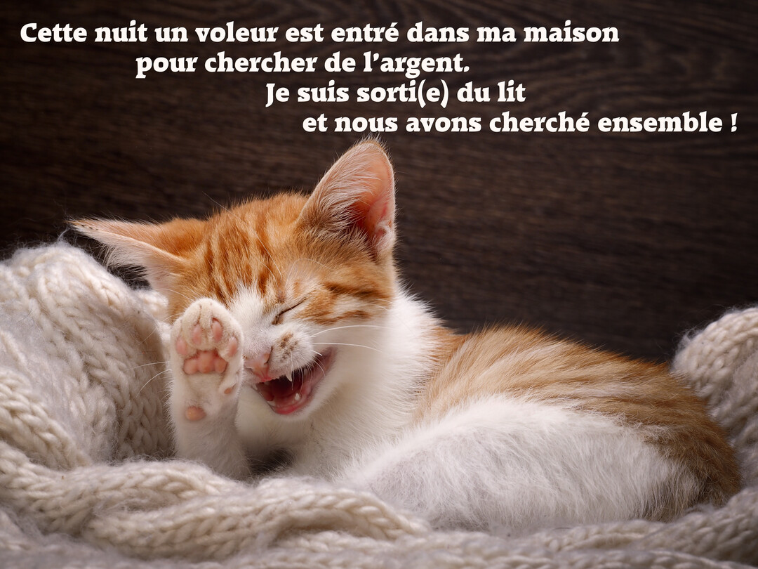 Un jeune chat roux et blanc est couché sur une couverture en tricot, il rit aux éclats avec une patte cachant son visage.