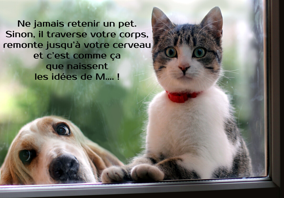 Un chat tigré et blanc au collier rouge et un chien Basset Hound regardent à travers une fenêtre, affichant des expressions surprises et curieuses.