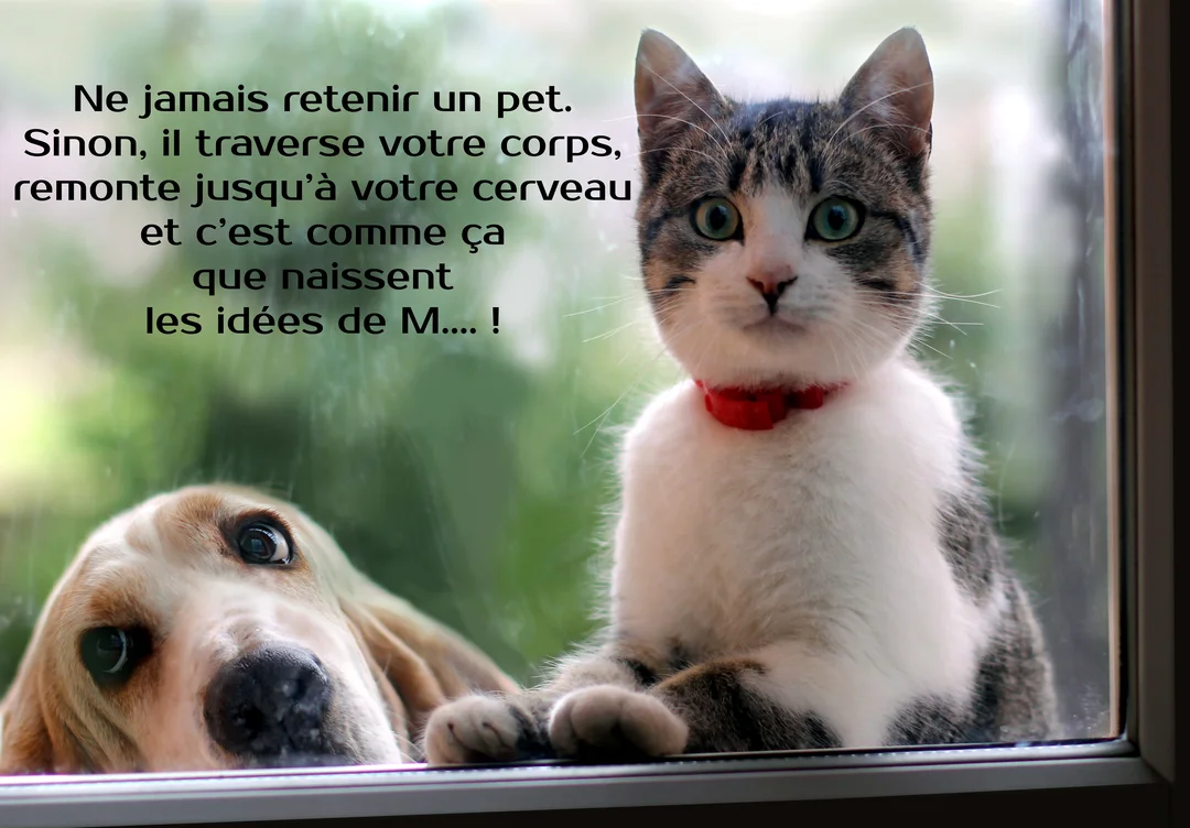 Un chat tigré et blanc au collier rouge et un chien Basset Hound regardent à travers une fenêtre, affichant des expressions surprises et curieuses.
