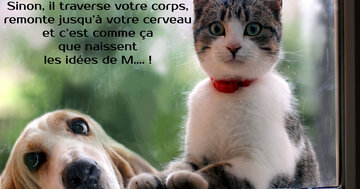 Aperçu de la carte : « Ne jamais retenir un pet... sinon il remonte au cerveau et c'est ainsi que... »...