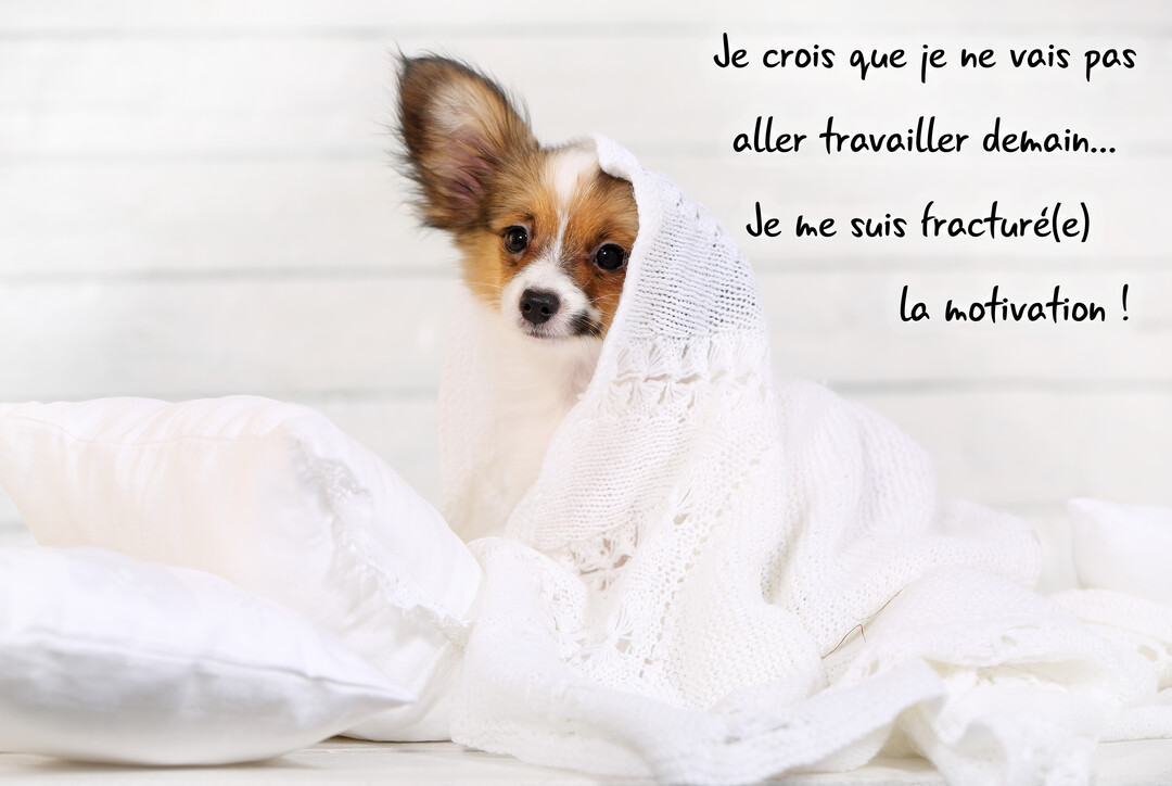 Un petit chiot de type épagneul papillon regarde la caméra, à moitié caché sous une couverture blanche tricotée, sur un fond clair.