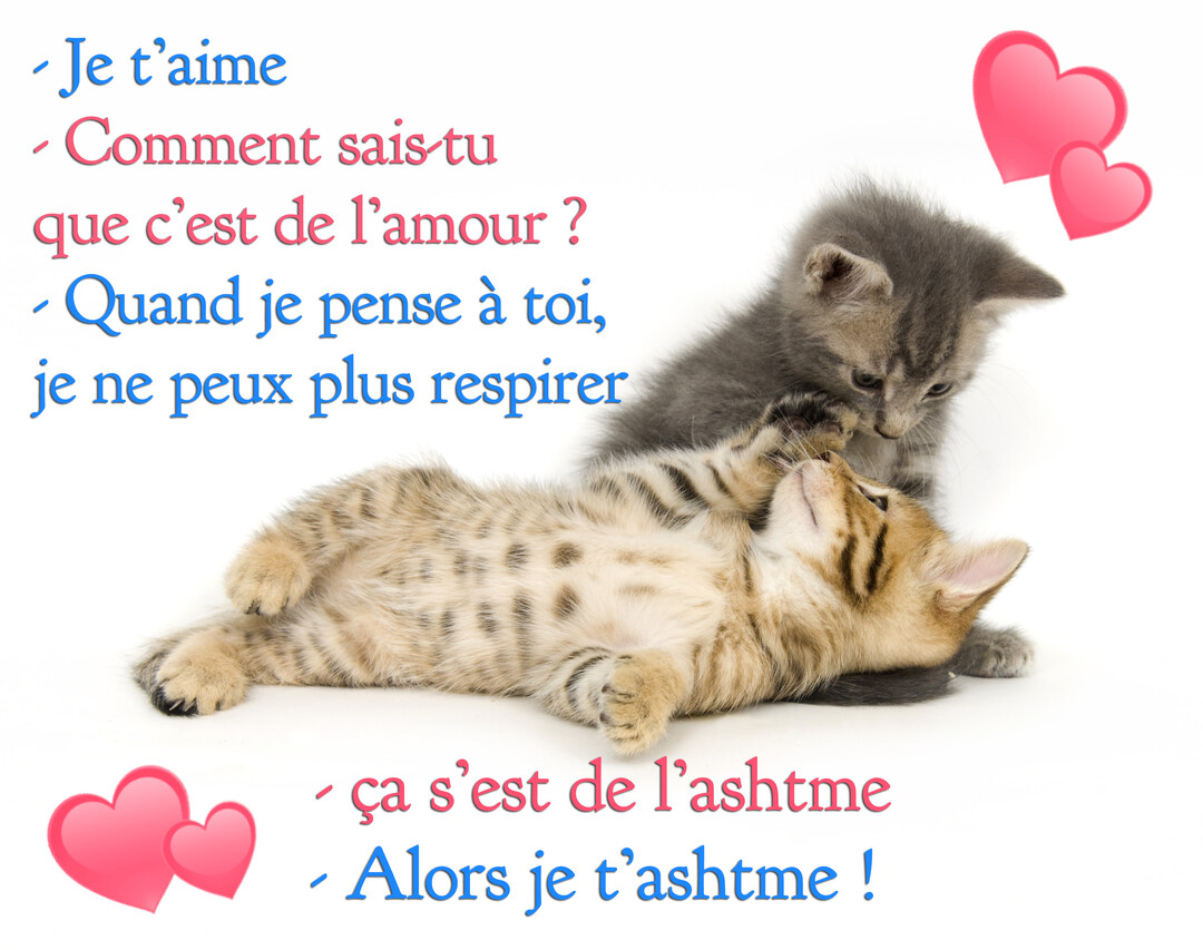 Deux chatons, un tigré couché sur le dos et un gris penché sur lui, jouent sur un fond blanc avec un texte humoristique.