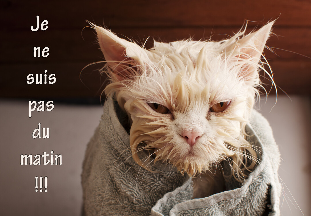 Un chat blanc aux poils mouillés et ébouriffés, l'air très grincheux, est emmitouflé dans une serviette de bain de couleur grise.