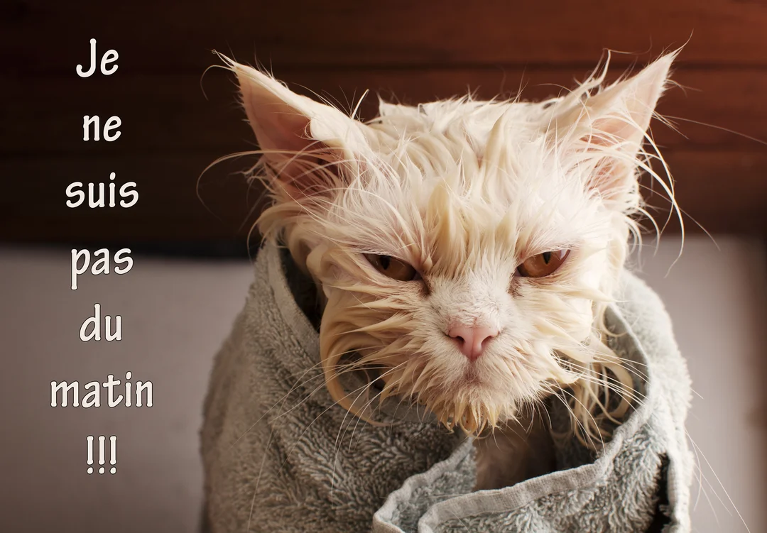 Un chat blanc aux poils mouillés et ébouriffés, l'air très grincheux, est emmitouflé dans une serviette de bain de couleur grise.