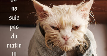 Aperçu de la carte : Je ne suis pas du matin !!!