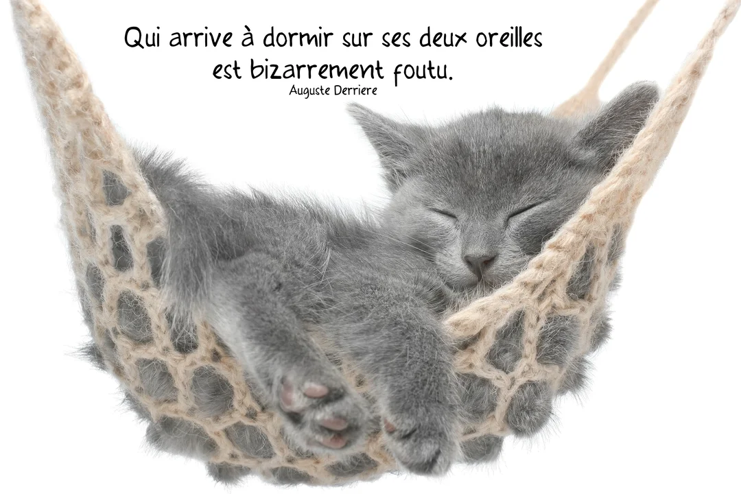 Un petit chaton gris au poil doux est endormi, blotti à l'intérieur d'un hamac en tricot beige sur un fond blanc uni.