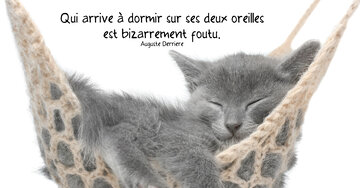 Aperçu de la carte : « Qui arrive à dormir sur ses deux oreilles... »