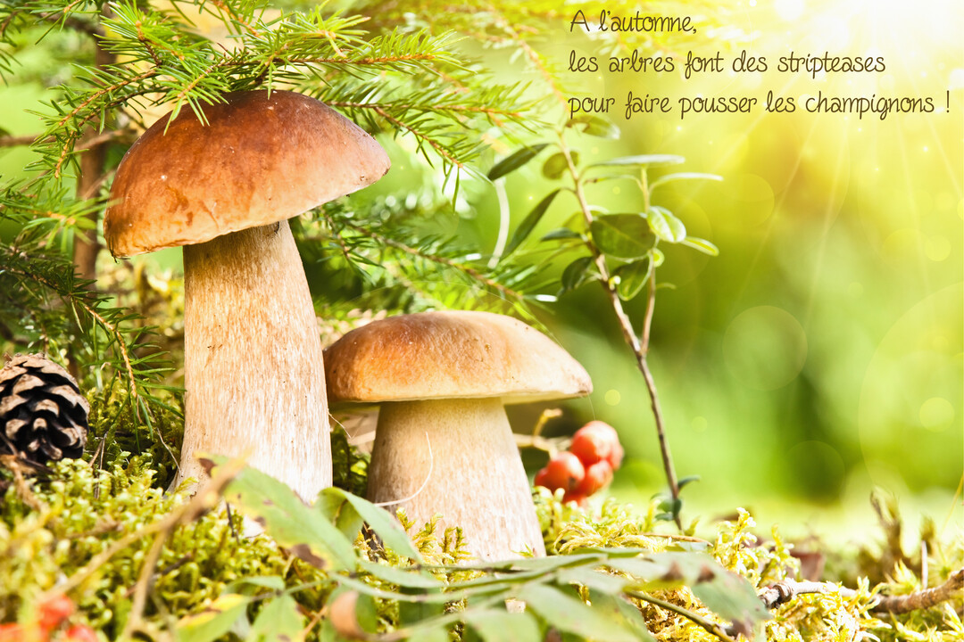 Deux gros cèpes dodus reposent sur un tapis de mousse verte, sous des branches de conifère baignées par une lumière solaire dorée.