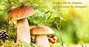 Aperçu de la carte : « A l'automne, les arbres font des stripteases pour faire pousser les champignons... »