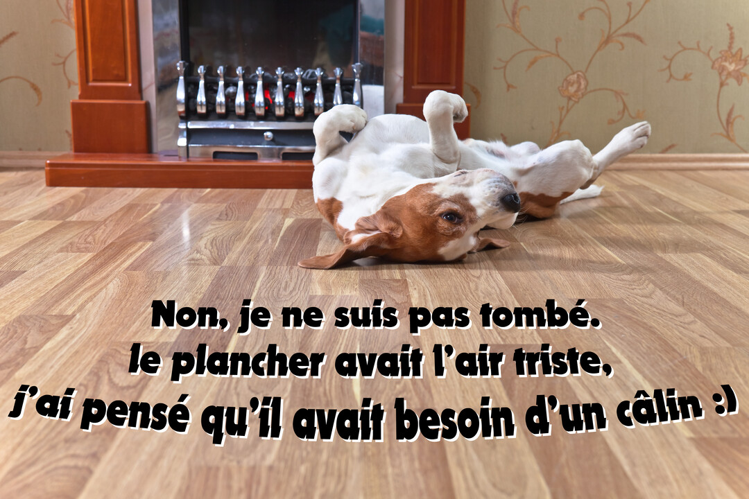 Un chien Basset Hound marron et blanc est allongé sur le dos sur un plancher en bois, devant l'âtre d'une cheminée.