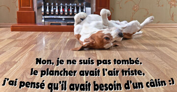 Aperçu de la carte : « Non, je ne suis pas tombé... le plancher avait besoin d'un câlin... »