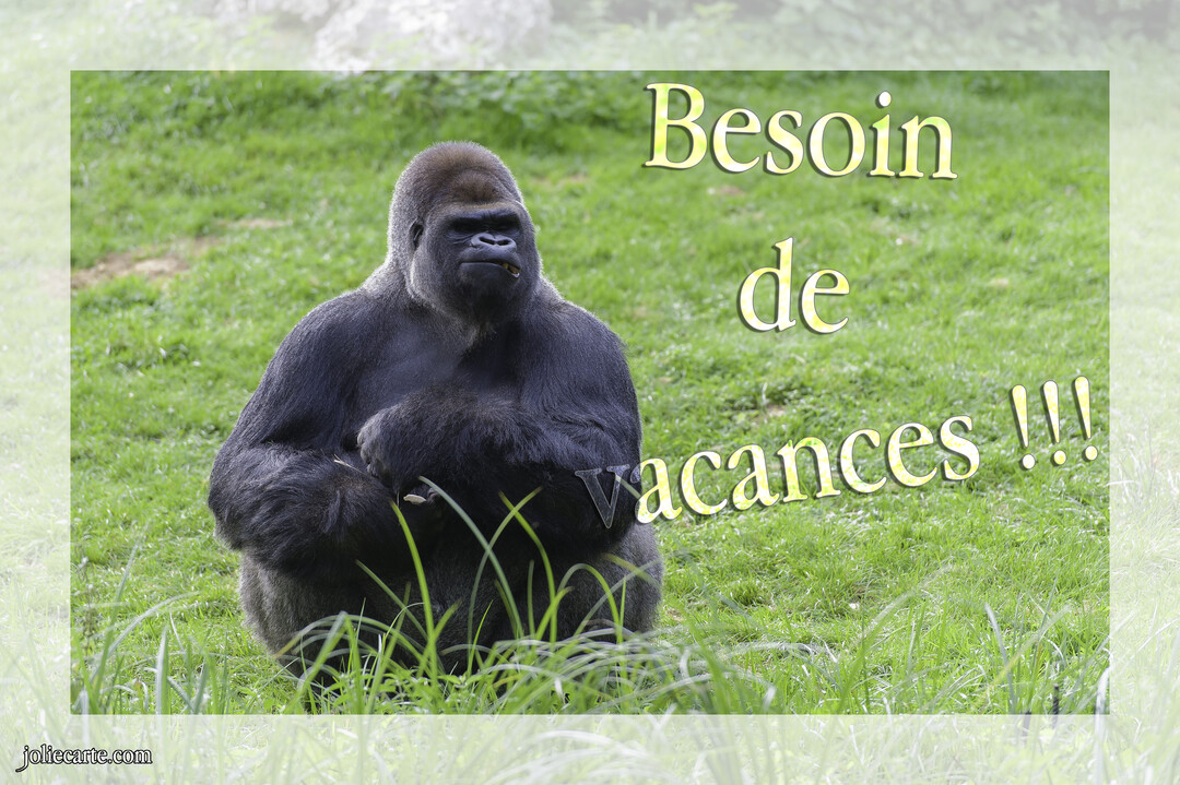 Un gorille au dos argenté est assis dans une pelouse verdoyante, l'air songeur et la bouche entrouverte, semblant mâcher une brindille.