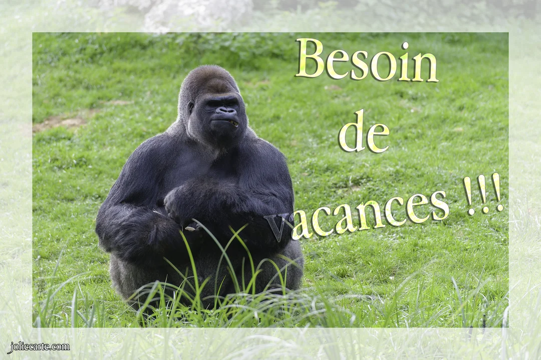 Un gorille au dos argenté est assis dans une pelouse verdoyante, l'air songeur et la bouche entrouverte, semblant mâcher une brindille.