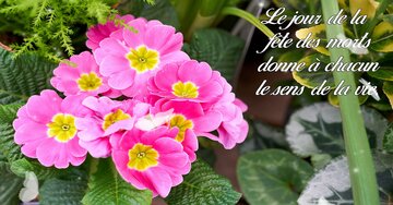 Aperçu de la carte : « Le jour de la fête des morts donne le sens de la vie... »