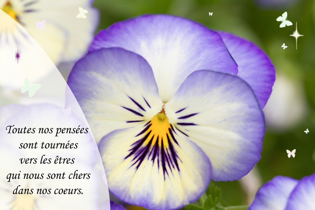 Gros plan sur une fleur de pensée aux pétales violets, blancs et jaunes, avec un texte de souvenir et de petites illustrations de papillons.