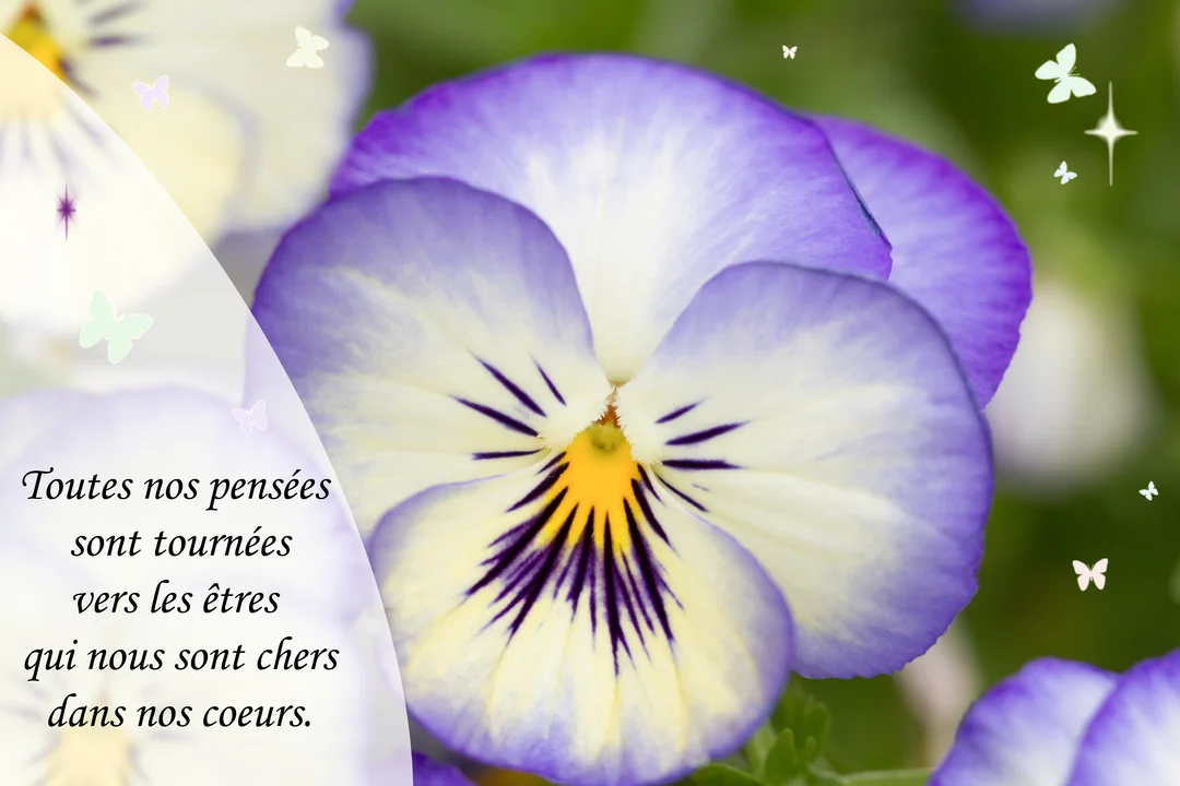 Gros plan sur une fleur de pensée aux pétales violets, blancs et jaunes, avec un texte de souvenir et de petites illustrations de papillons.